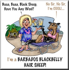 Barbados Blackbelly Graphic