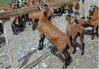 Barbados Blackbelly Sheep
