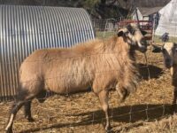 1 y/o Registered BB Ram and 3 Registerable 8 mo old BB rams available