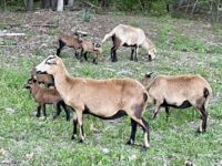 BB Ewe and Ram Lambs Available in Atlanta, GA