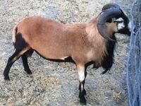 Rams and Lambs available in Northern California