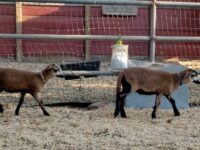 Barbados Blackbelly ewe and ram lambs available