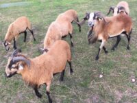 American Blackbelly Lambs For Sale