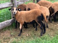Barbados Blackbelly Ewe & Ram Lambs for Sale
