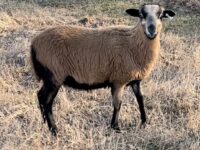 Registration Pending Ram Lamb Ready for Travel