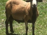 Want to Buy: Black Belly Ram in Florida