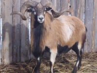 Seeking AB Rams That Qualify for Import to Canada