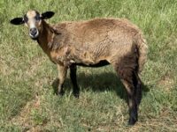 BB Ewe for Sale - 6 Months Old
