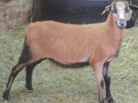 Barbados Blackbelly Ewe and Ram Lambs for Sale