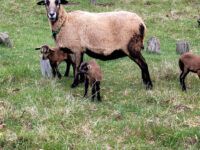 Pregnant BBB ewes, ewe lambs, rams and "pet quality" wethers  for sale