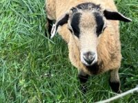 Barbados Blackbelly Ram Lamb for Sale