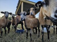 Downsizing Barbados Blackbelly Sheep Flock