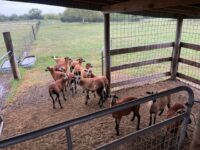 American Blackbelly Sheep for Sale
