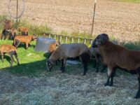 American Blackbelly Barbados Ram and Ewe Lambs Available
