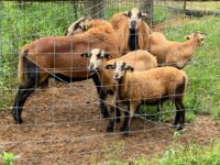 Registered Barbados Blackbelly Lambs for Sale