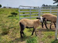 Barbados Blackbelly Ram Lambs for Sale