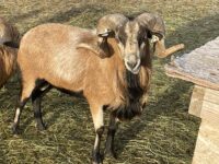 Registered American Blackbelly Lambs for Sale