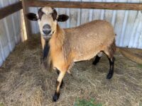 BB Ram for Sale - 6 Months Old