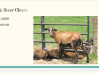 AB Ewes and Lambs for Sale