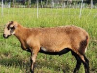Barbados Blackbelly Ram Lamb