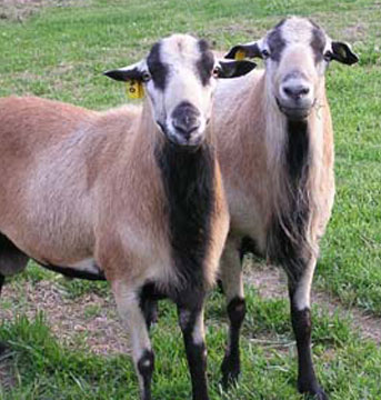 Barbados Blackbelly Sheep